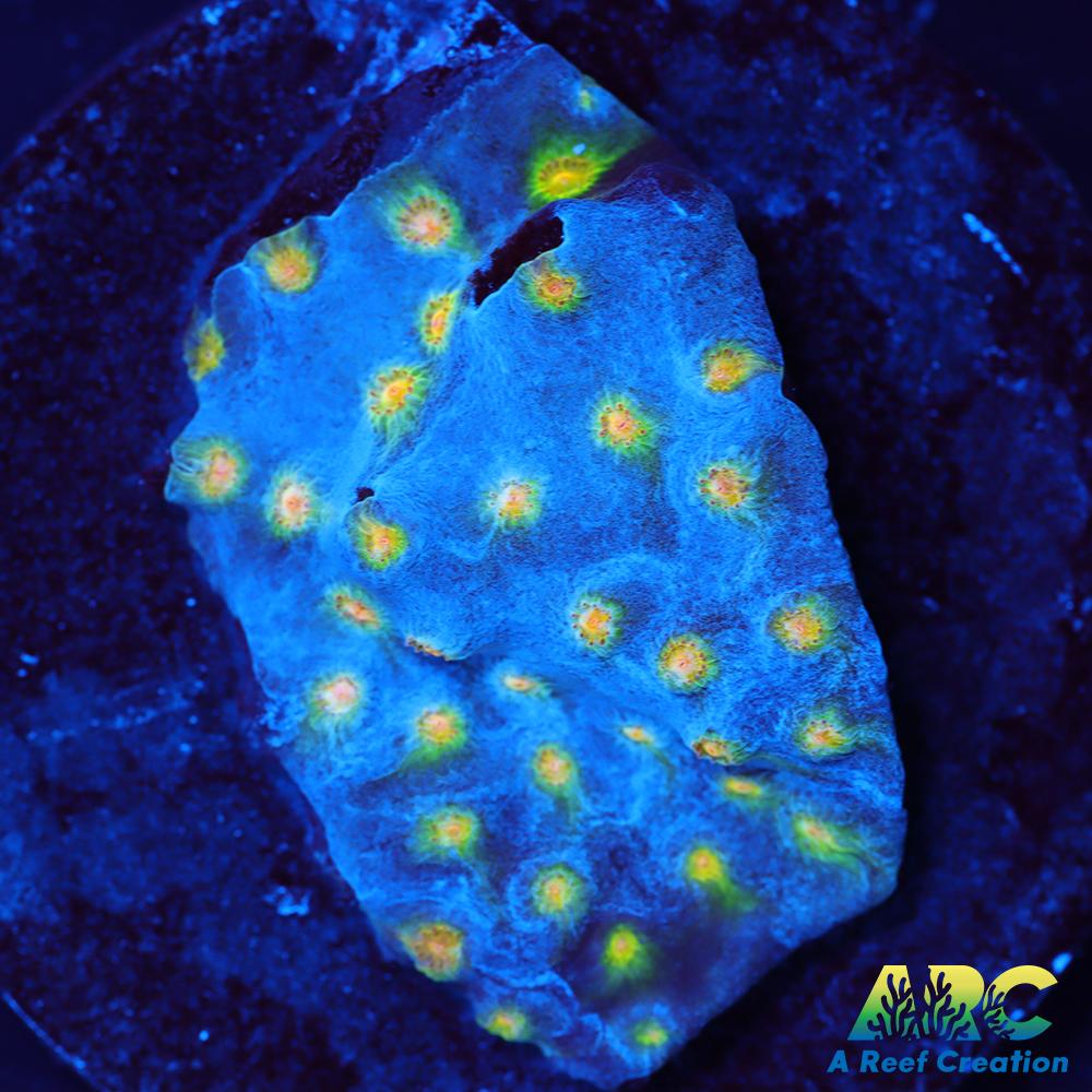 ARC Zombie Eyes Cyphastrea