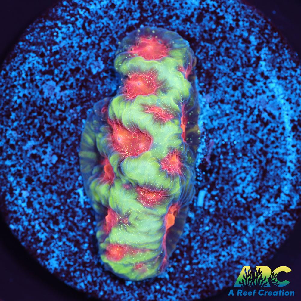 CC Space Cakes Favia