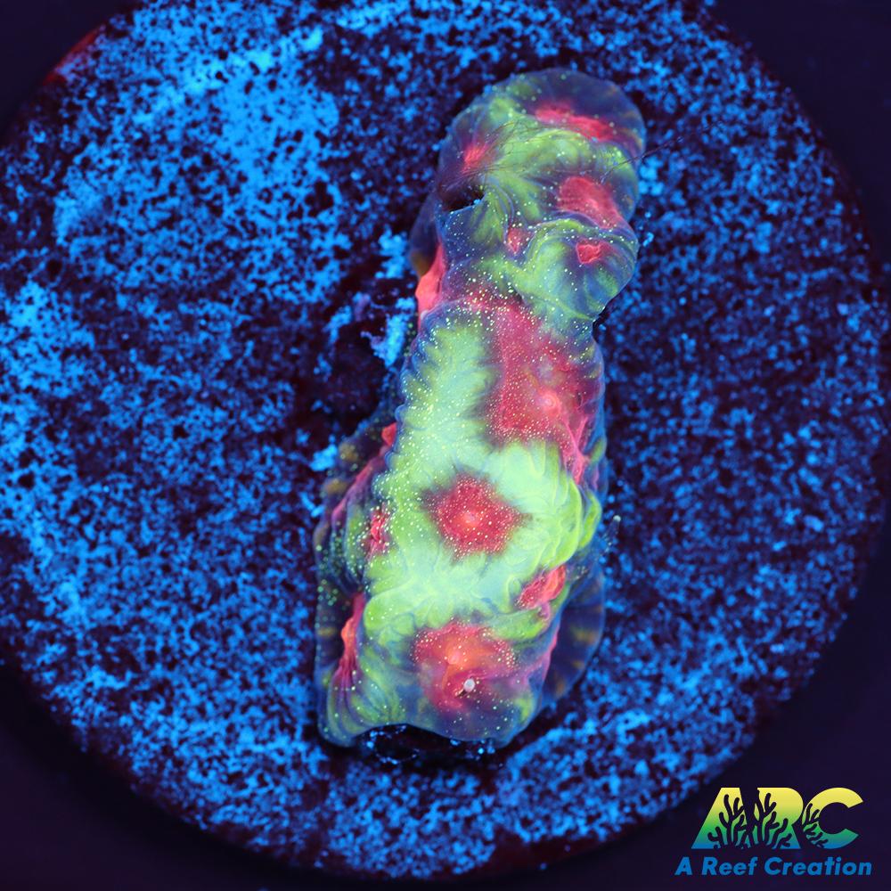 CC Space Cakes Favia