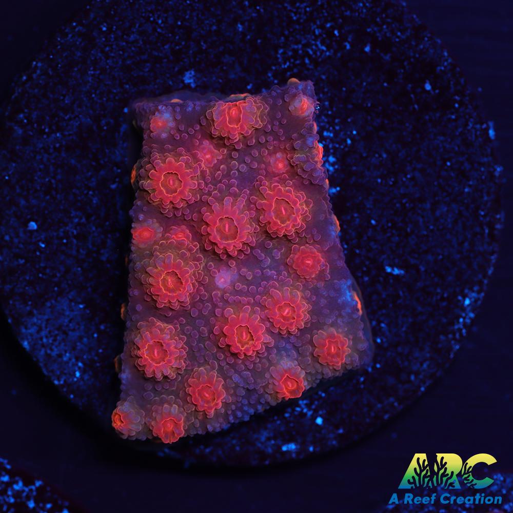 Red Brick Cyphastrea