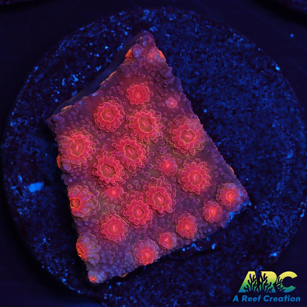 Red Brick Cyphastrea