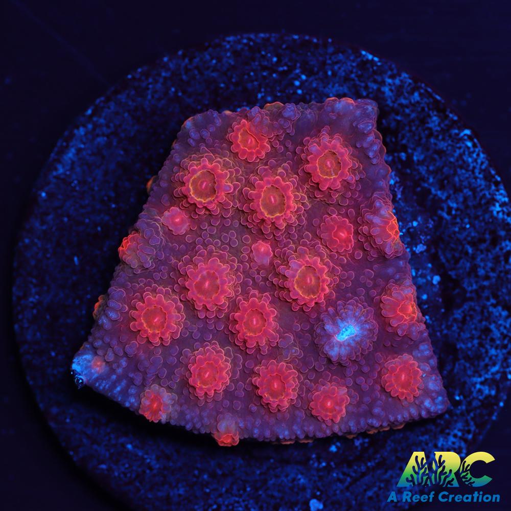 Red Brick Cyphastrea