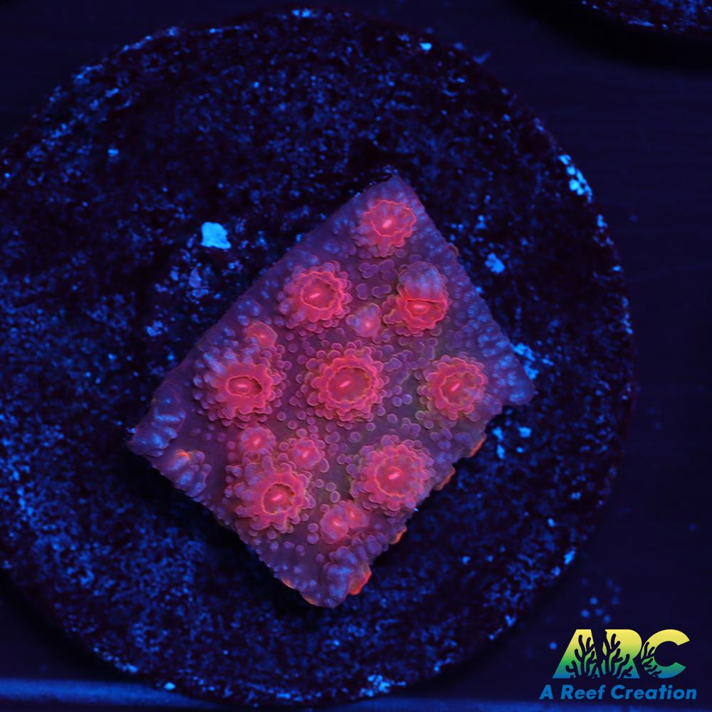 Red Brick Cyphastrea