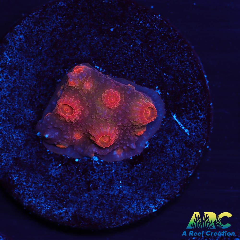 Red Brick Cyphastrea