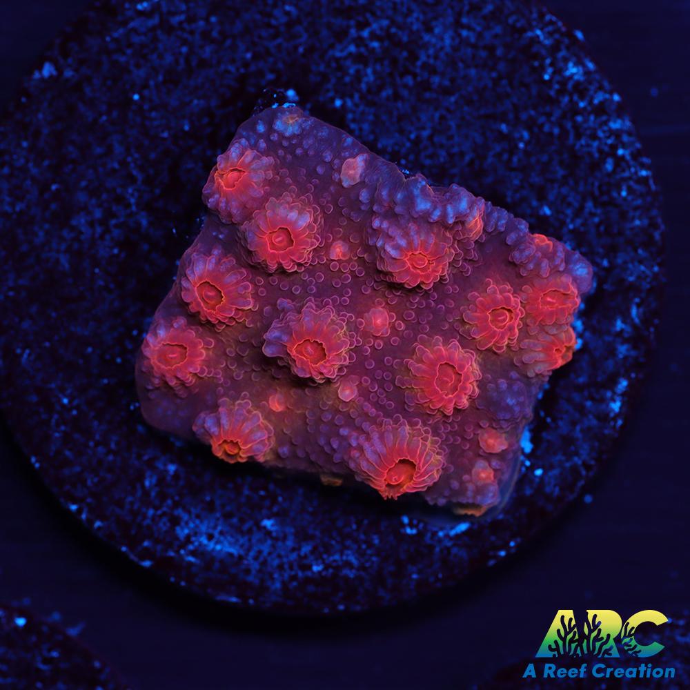 Red Brick Cyphastrea