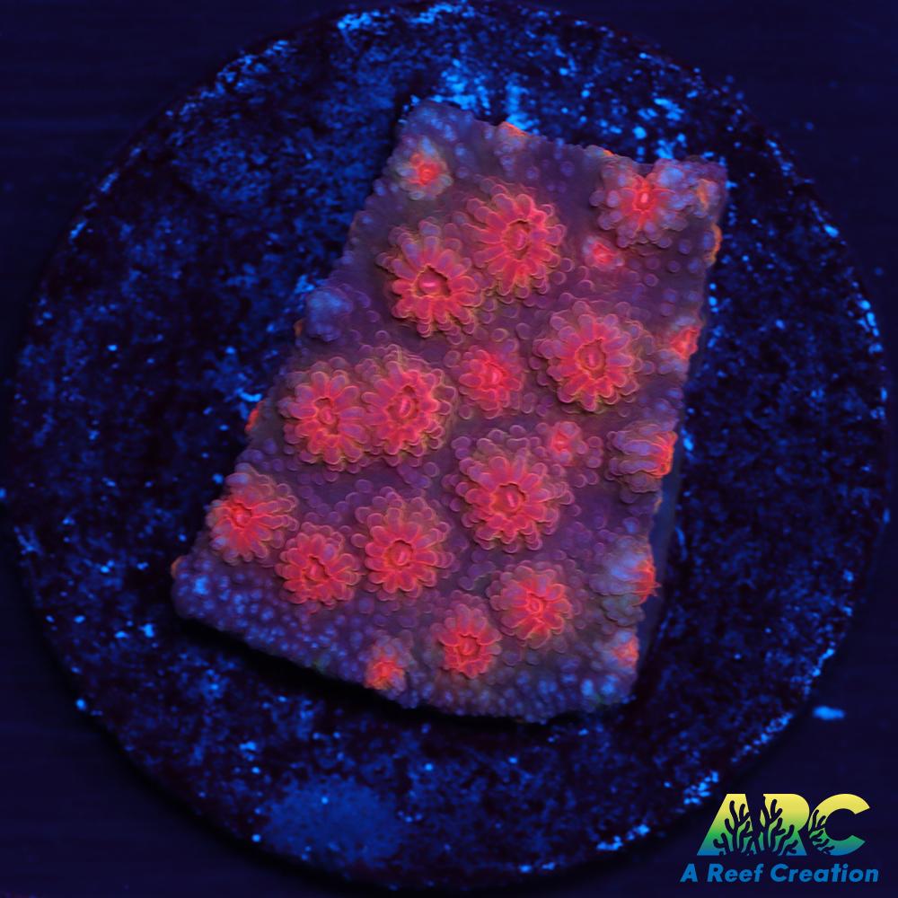 Red Brick Cyphastrea