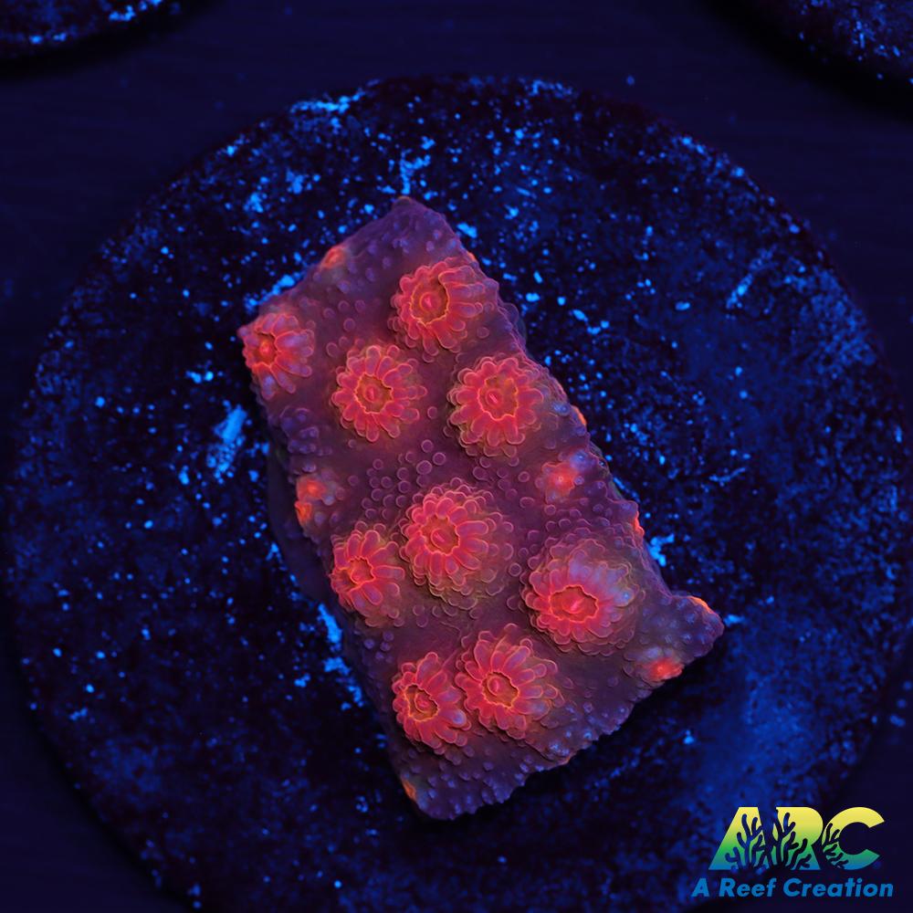 Red Brick Cyphastrea