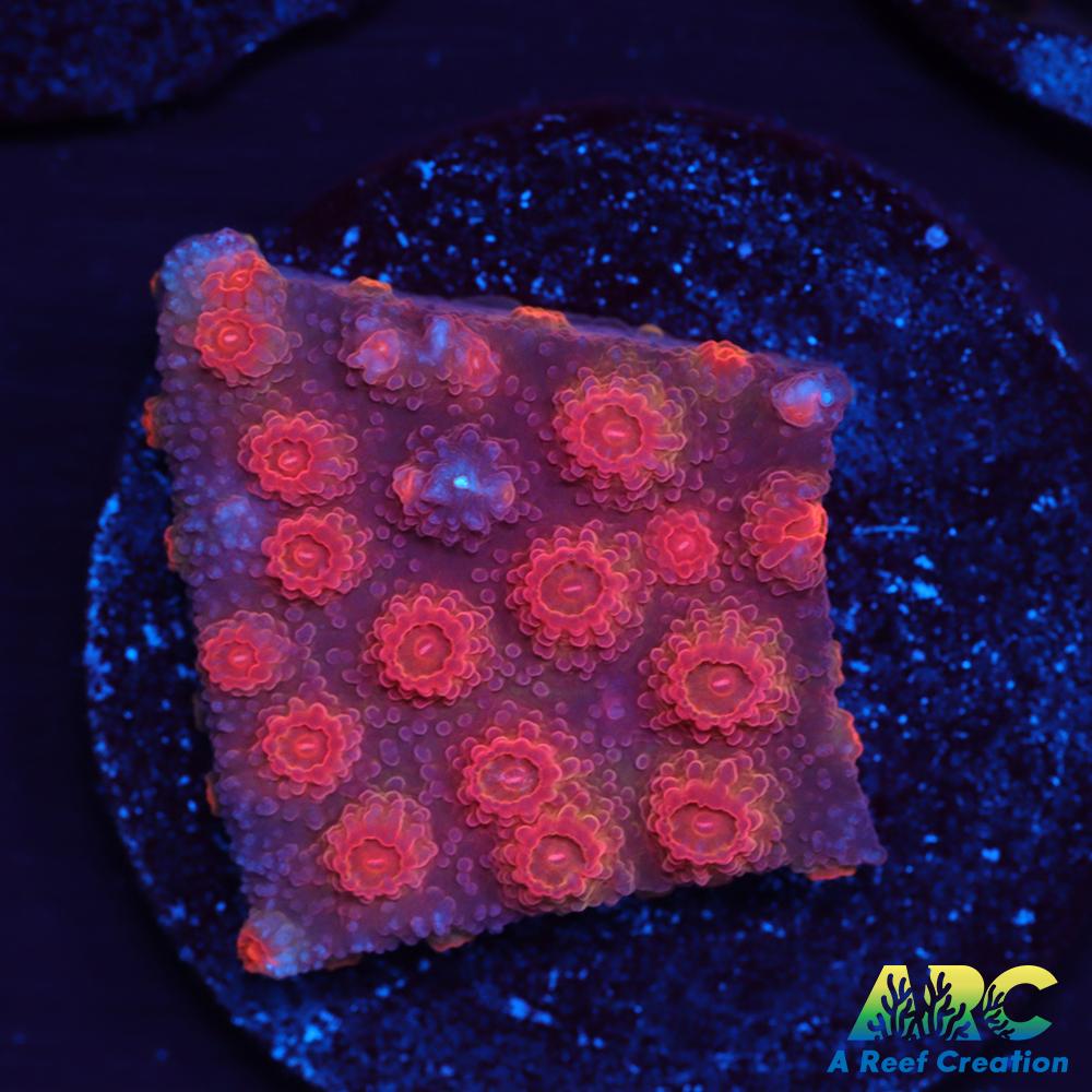 Red Brick Cyphastrea