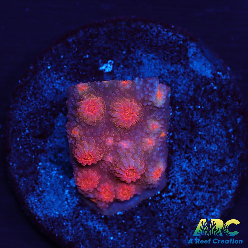 Red Brick Cyphastrea