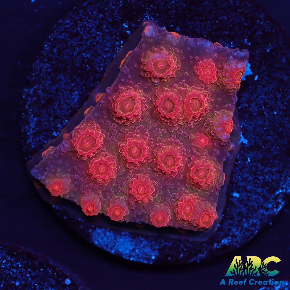 Red Brick Cyphastrea