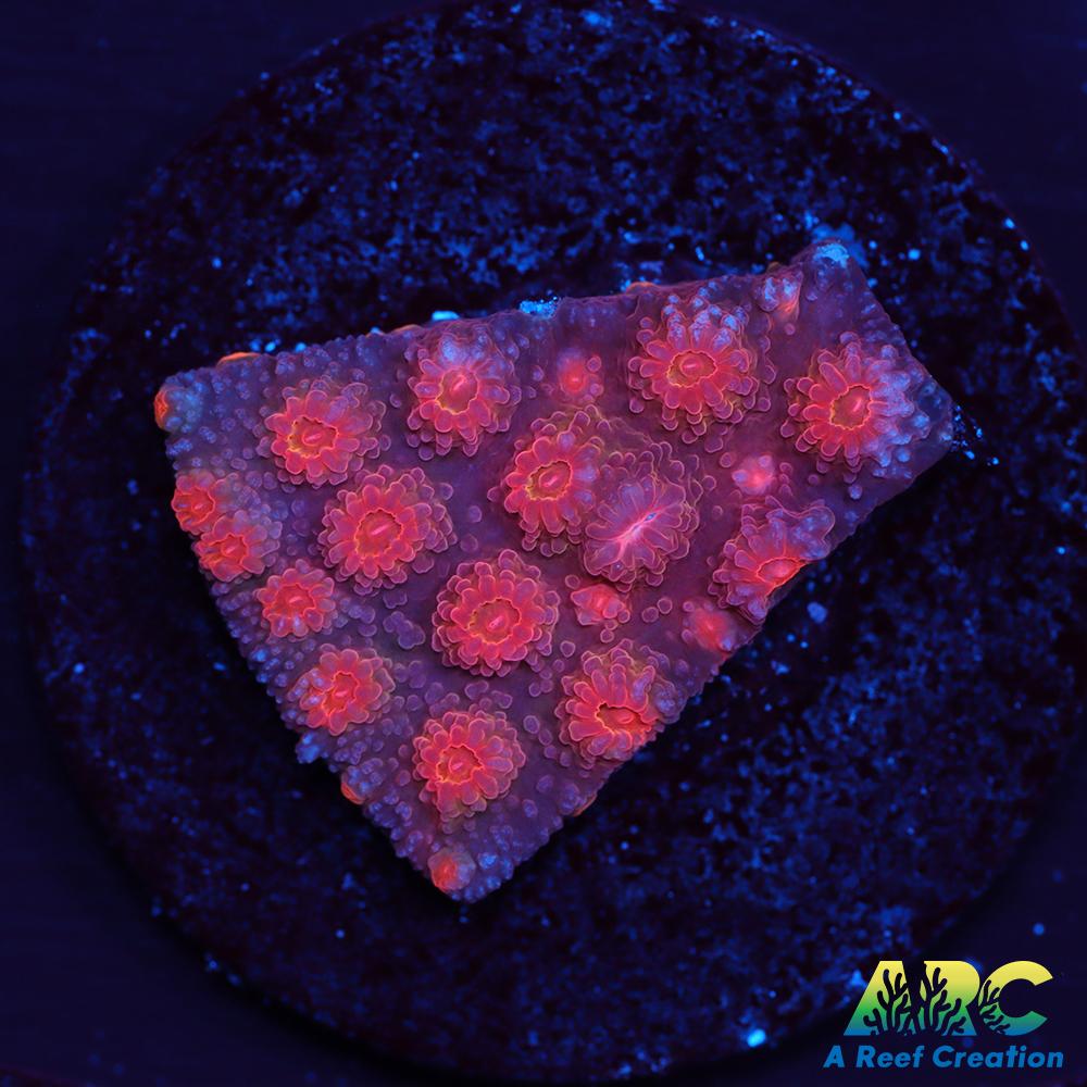 Red Brick Cyphastrea