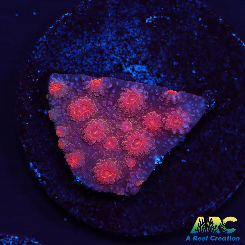 Red Brick Cyphastrea