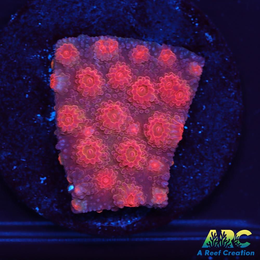 Red Brick Cyphastrea