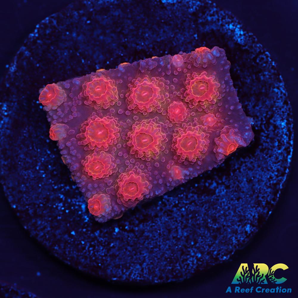 Red Brick Cyphastrea