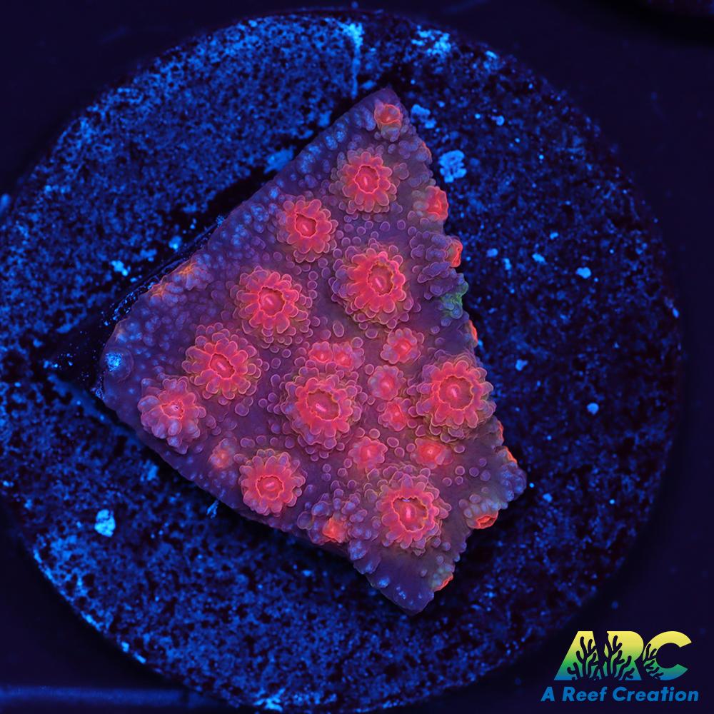 Red Brick Cyphastrea