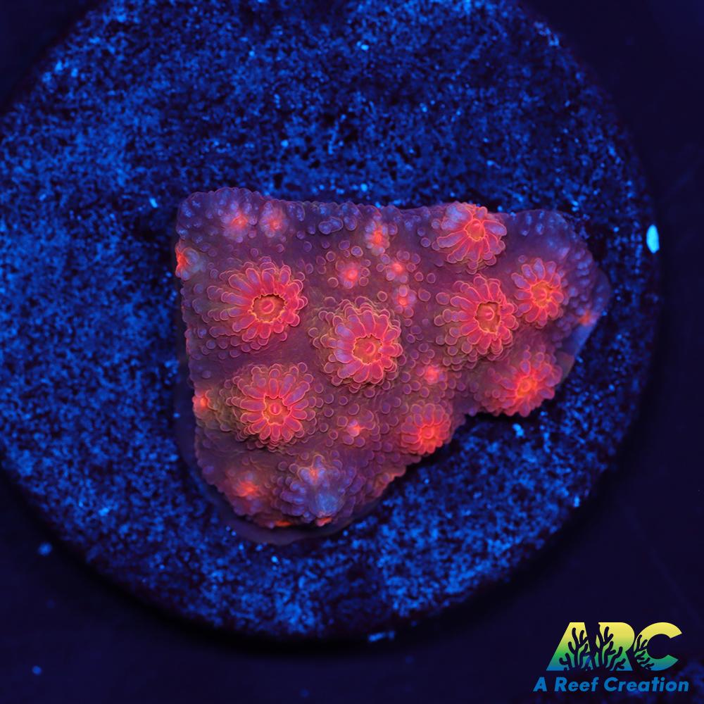 Red Brick Cyphastrea