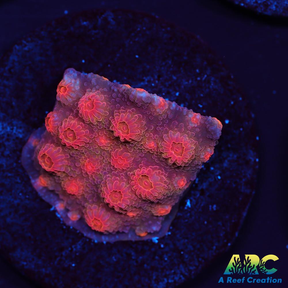 Red Brick Cyphastrea