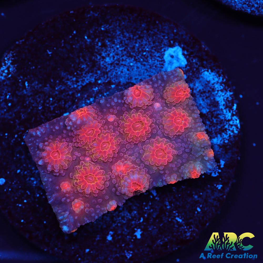 Red Brick Cyphastrea