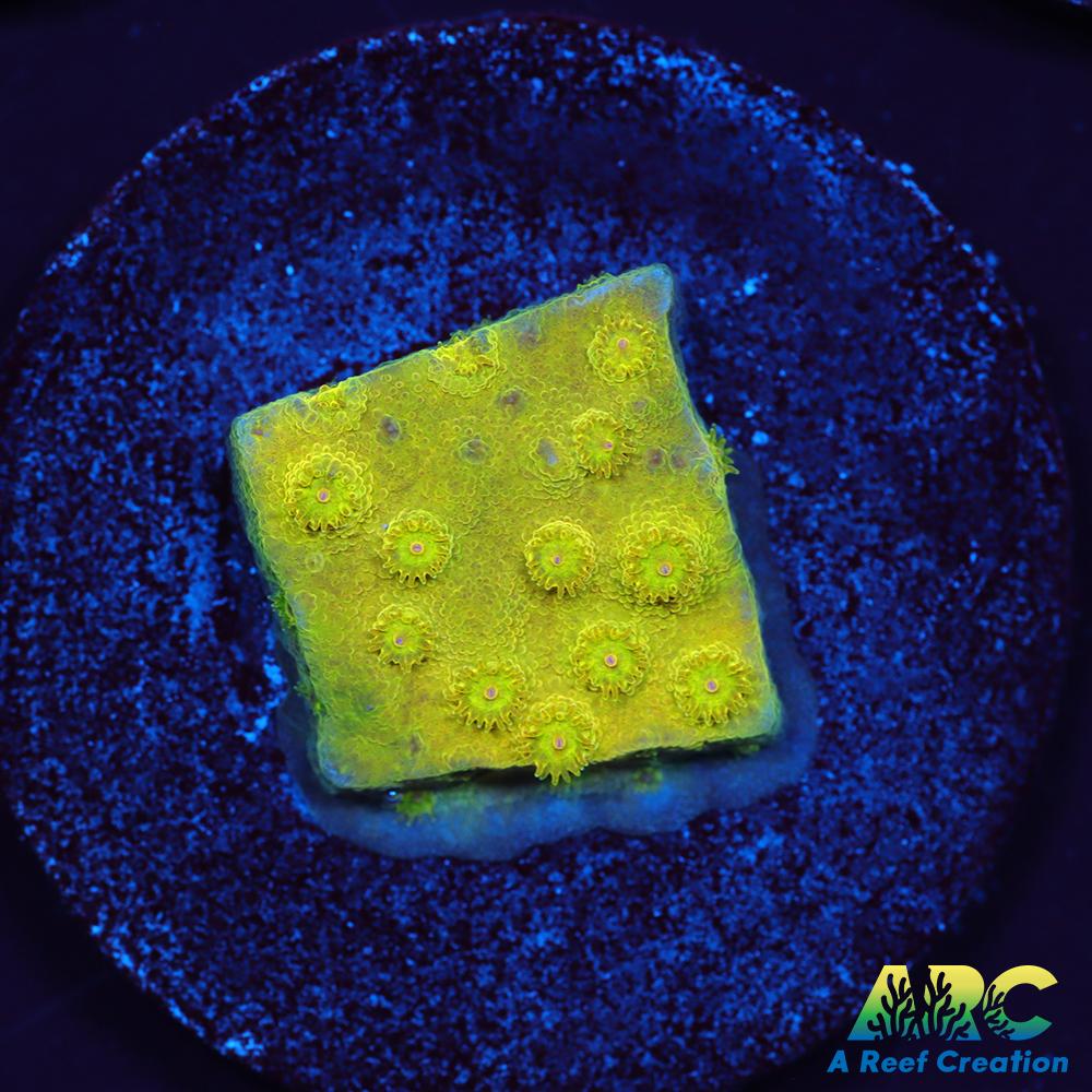 Neon Cyphastrea