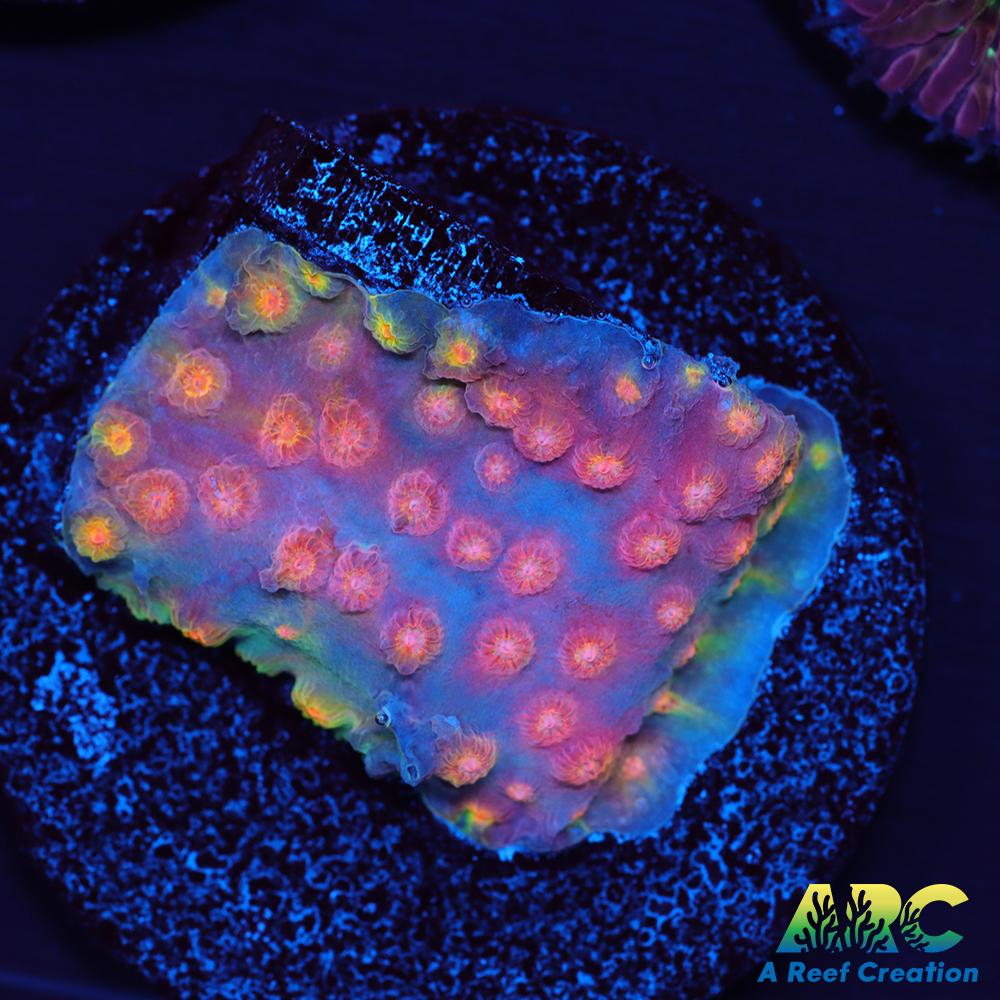 ARC Techno Viking Cyphastrea