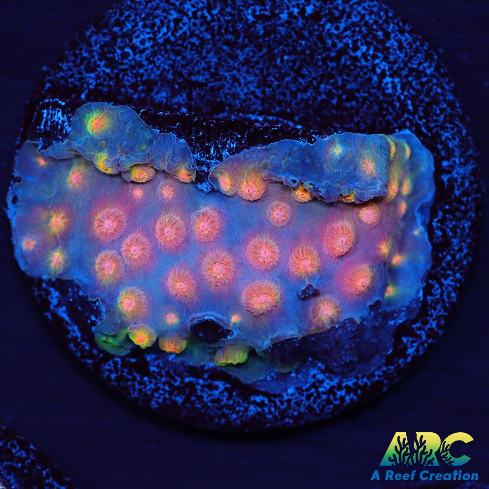 ARC Techno Viking Cyphastrea