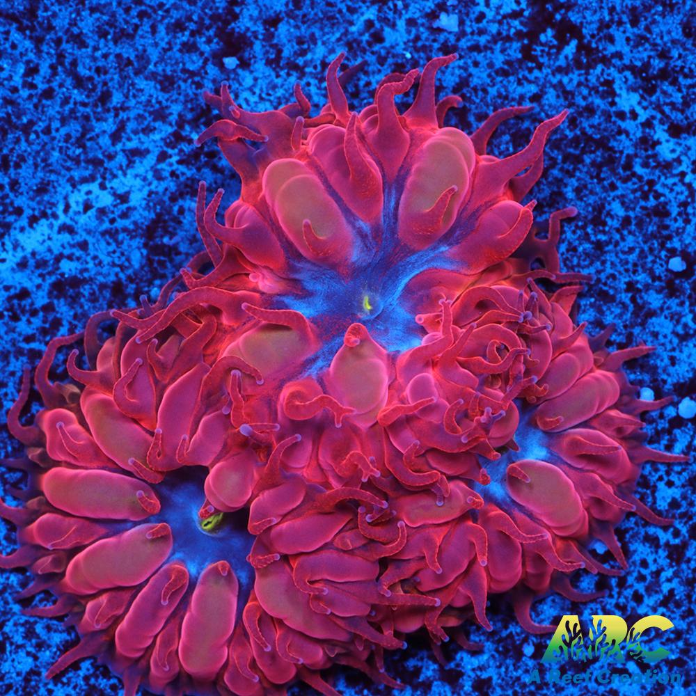 ECC Blue Raven Blastomussa Merletti