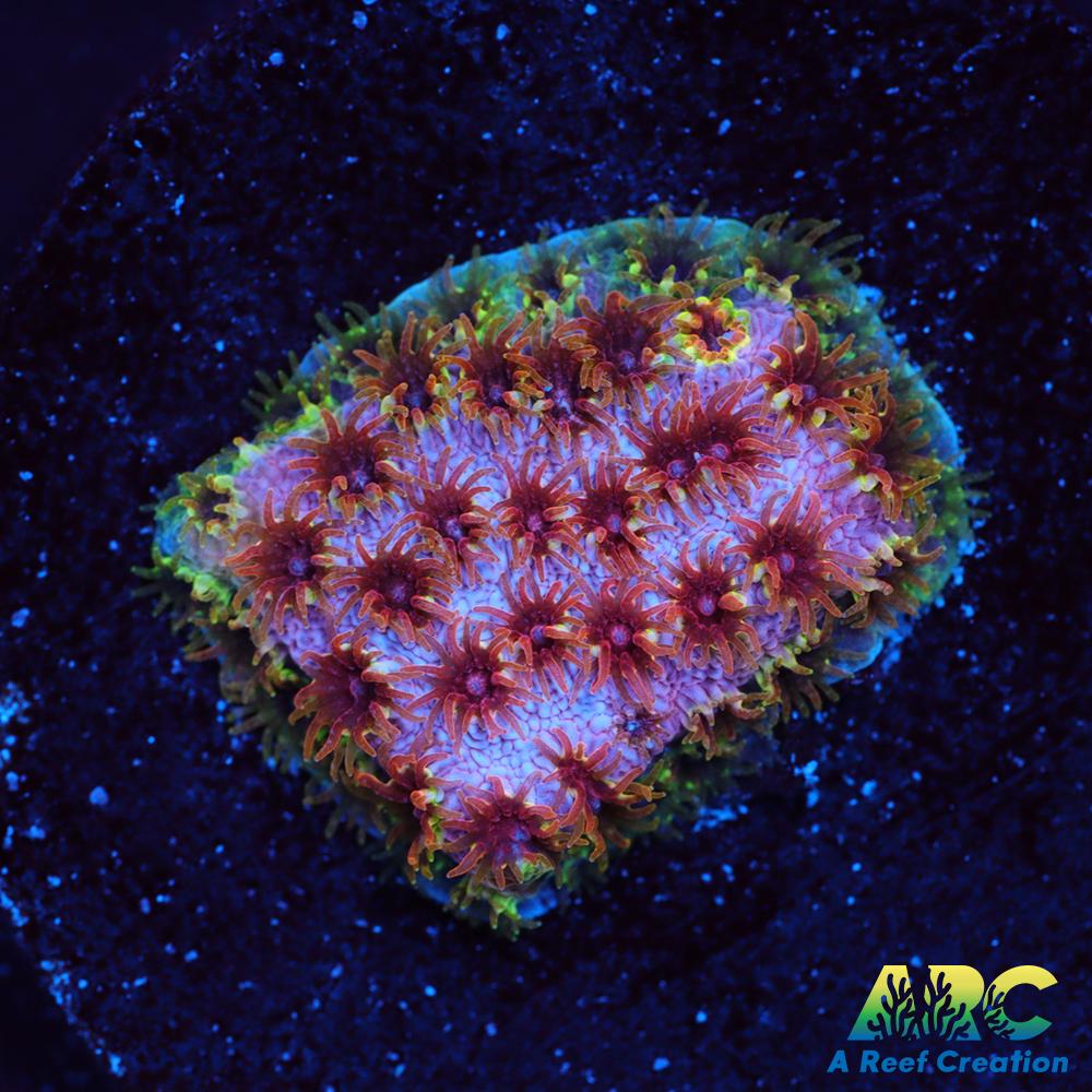 WWC Skittles Bomb Cyphastrea