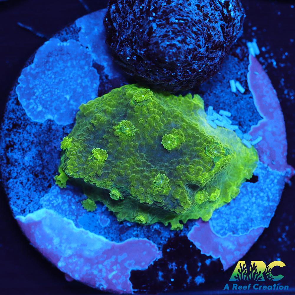 Blue and Green Astreopora