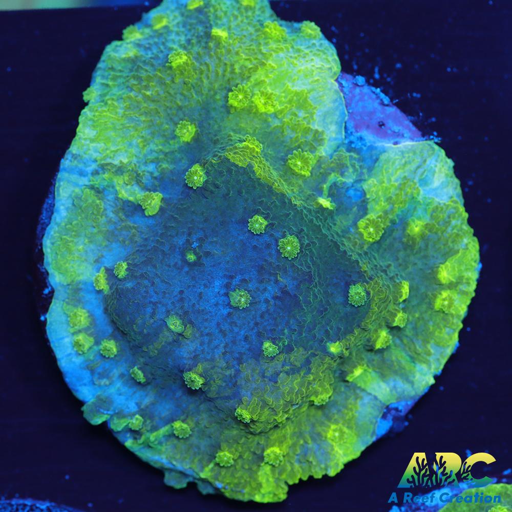 Blue and Green Astreopora