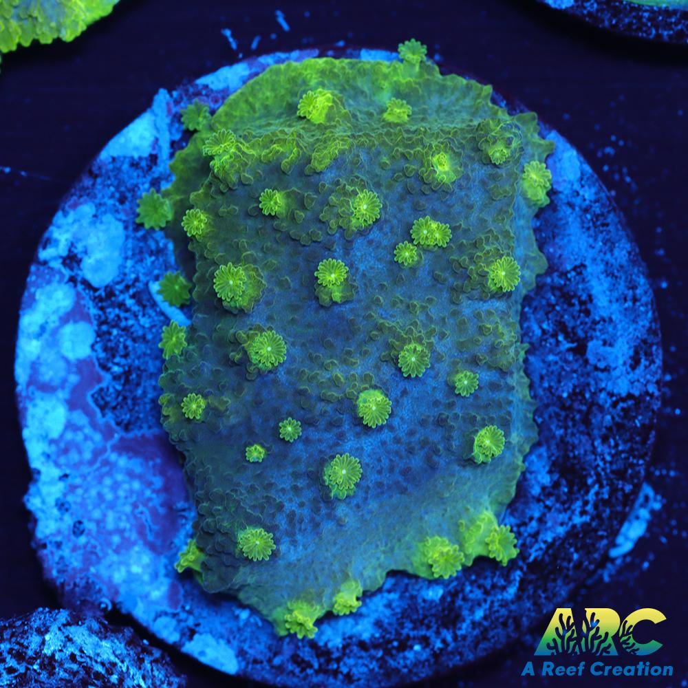 Blue and Green Astreopora