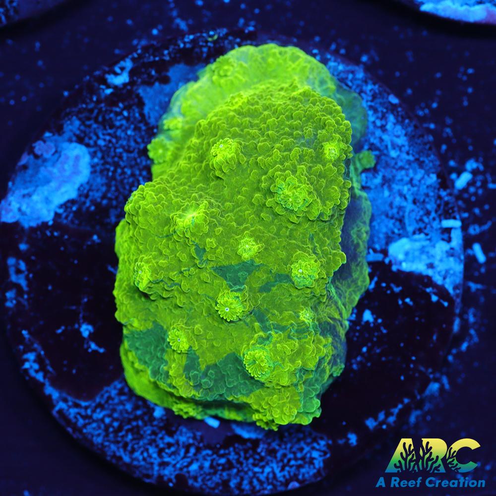 Blue and Green Astreopora