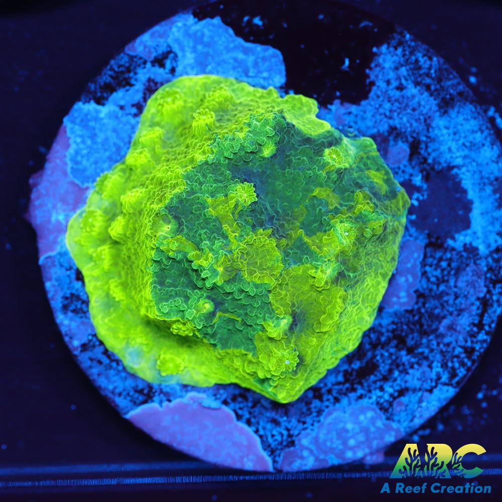 Blue and Green Astreopora