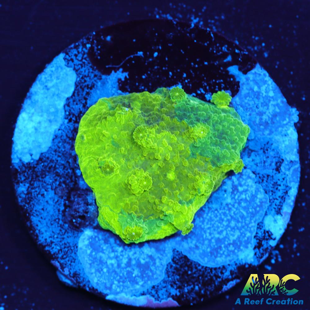 Blue and Green Astreopora