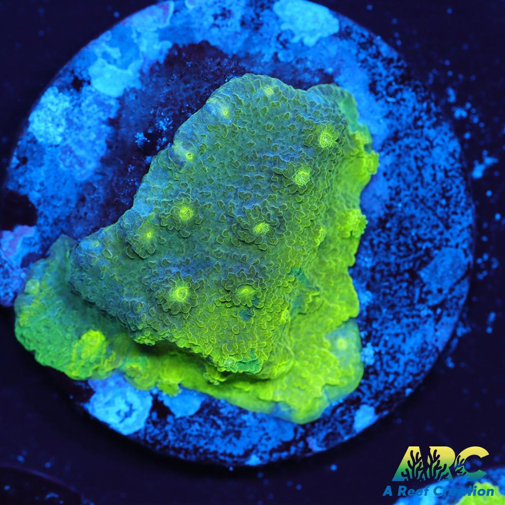 Blue and Green Astreopora