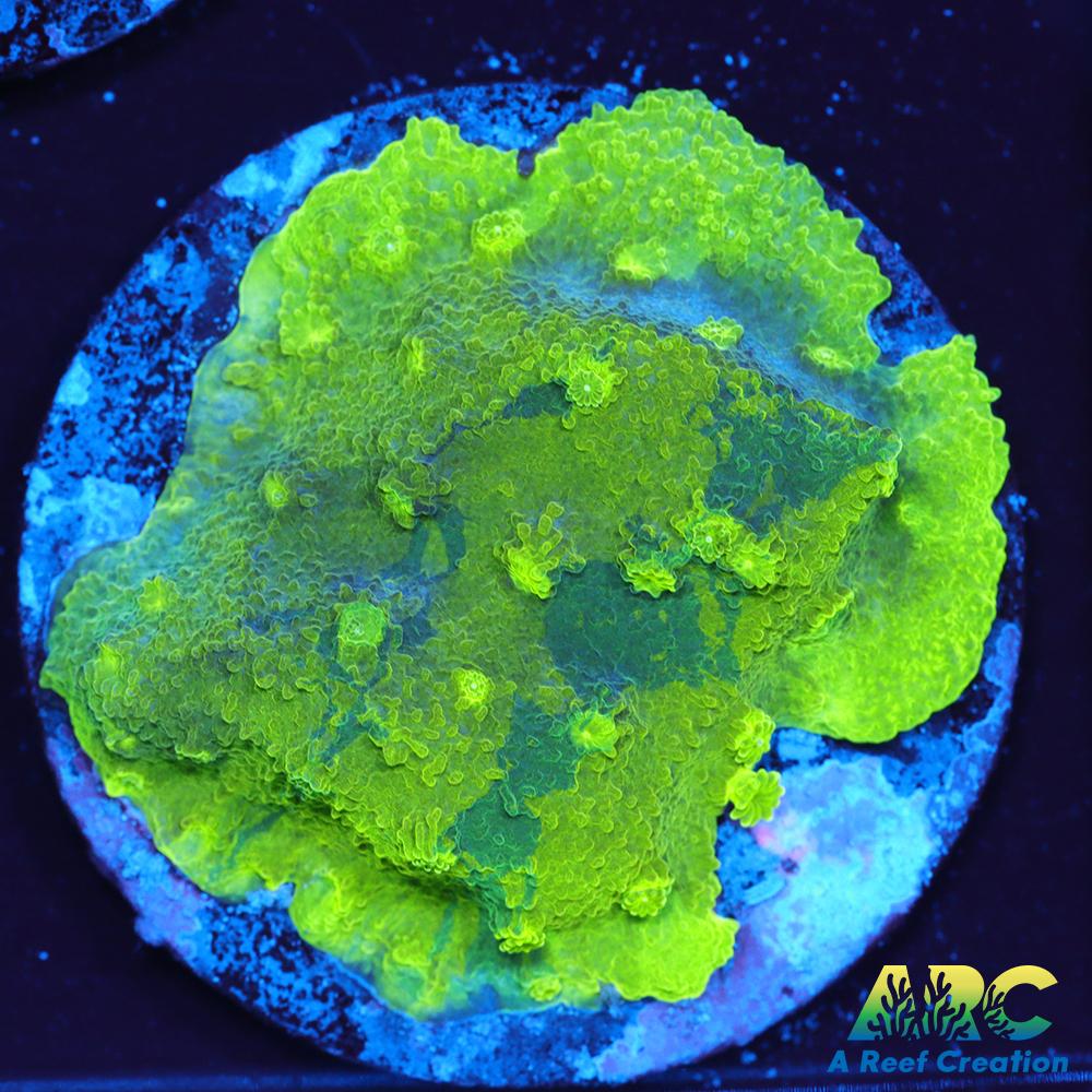 Blue and Green Astreopora