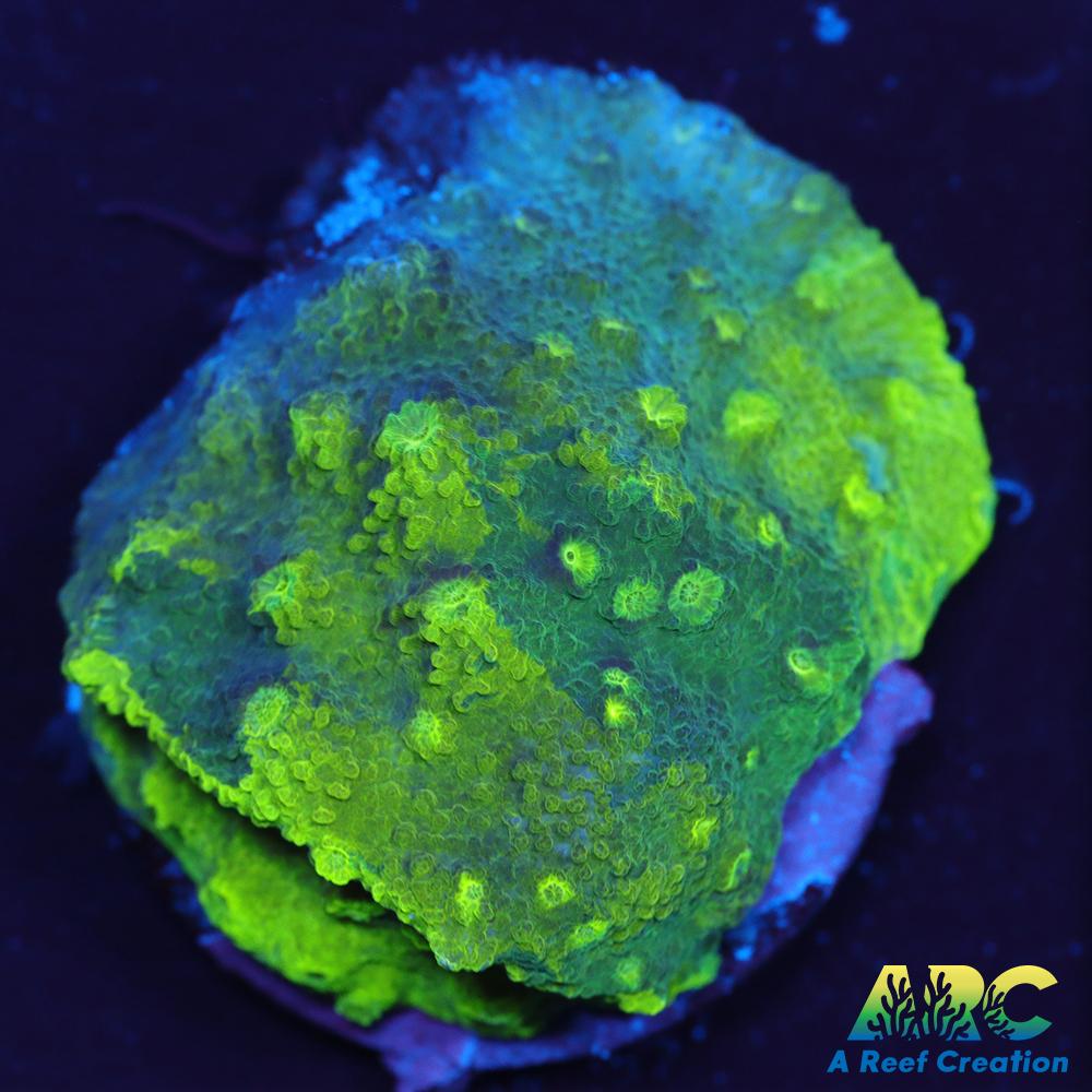 Blue and Green Astreopora