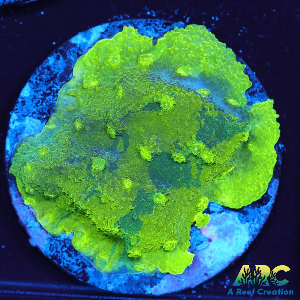 Blue and Green Astreopora