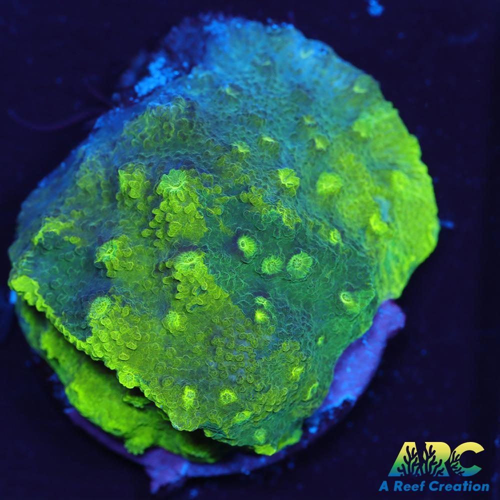 Blue and Green Astreopora