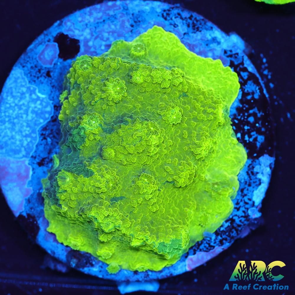 Blue and Green Astreopora