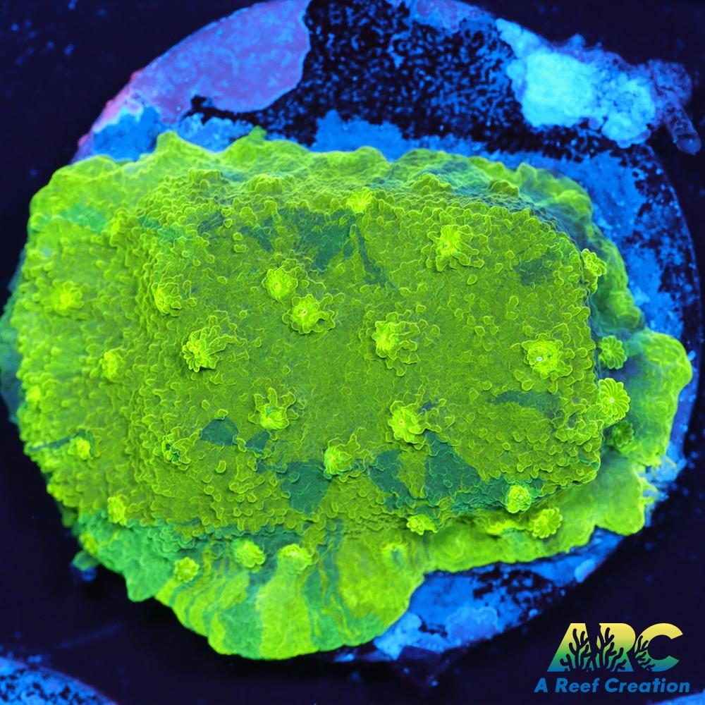 Blue and Green Astreopora