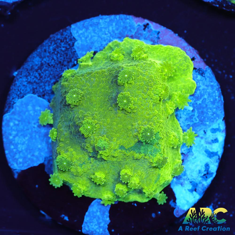 Blue and Green Astreopora