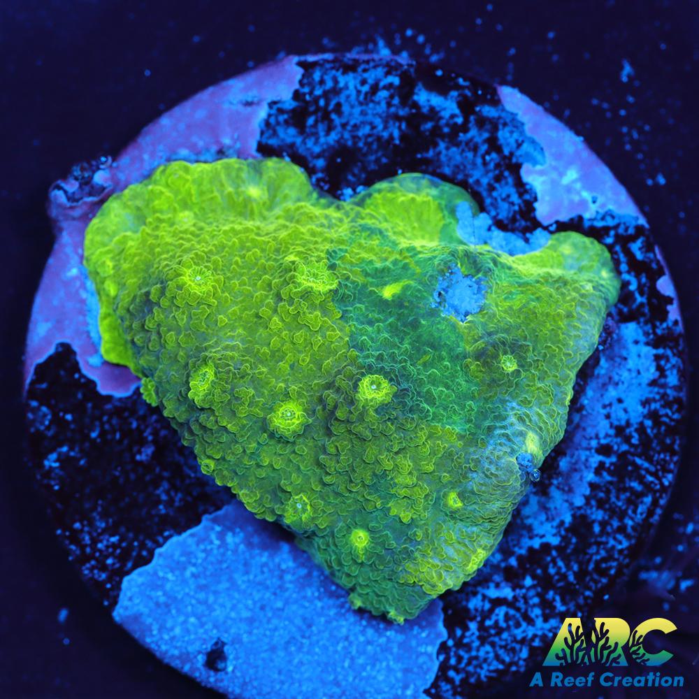 Blue and Green Astreopora