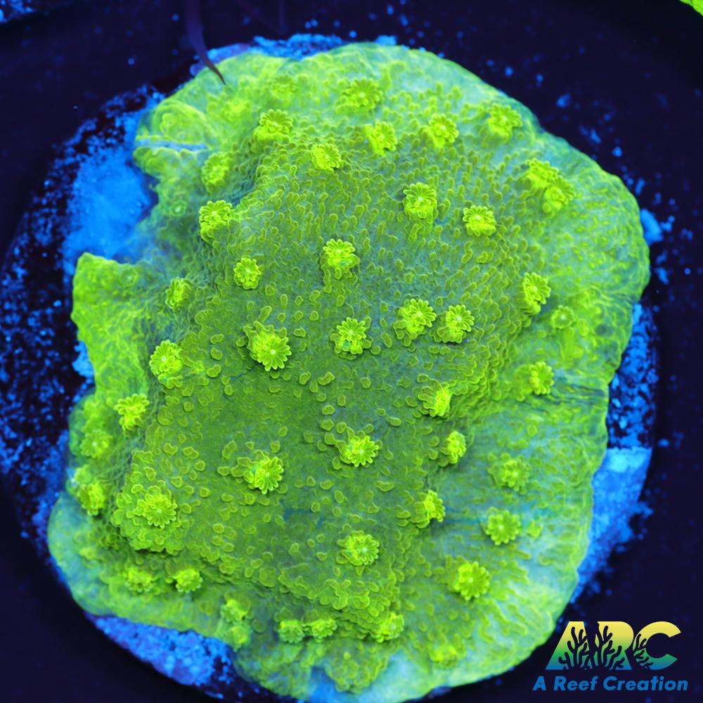 Blue and Green Astreopora