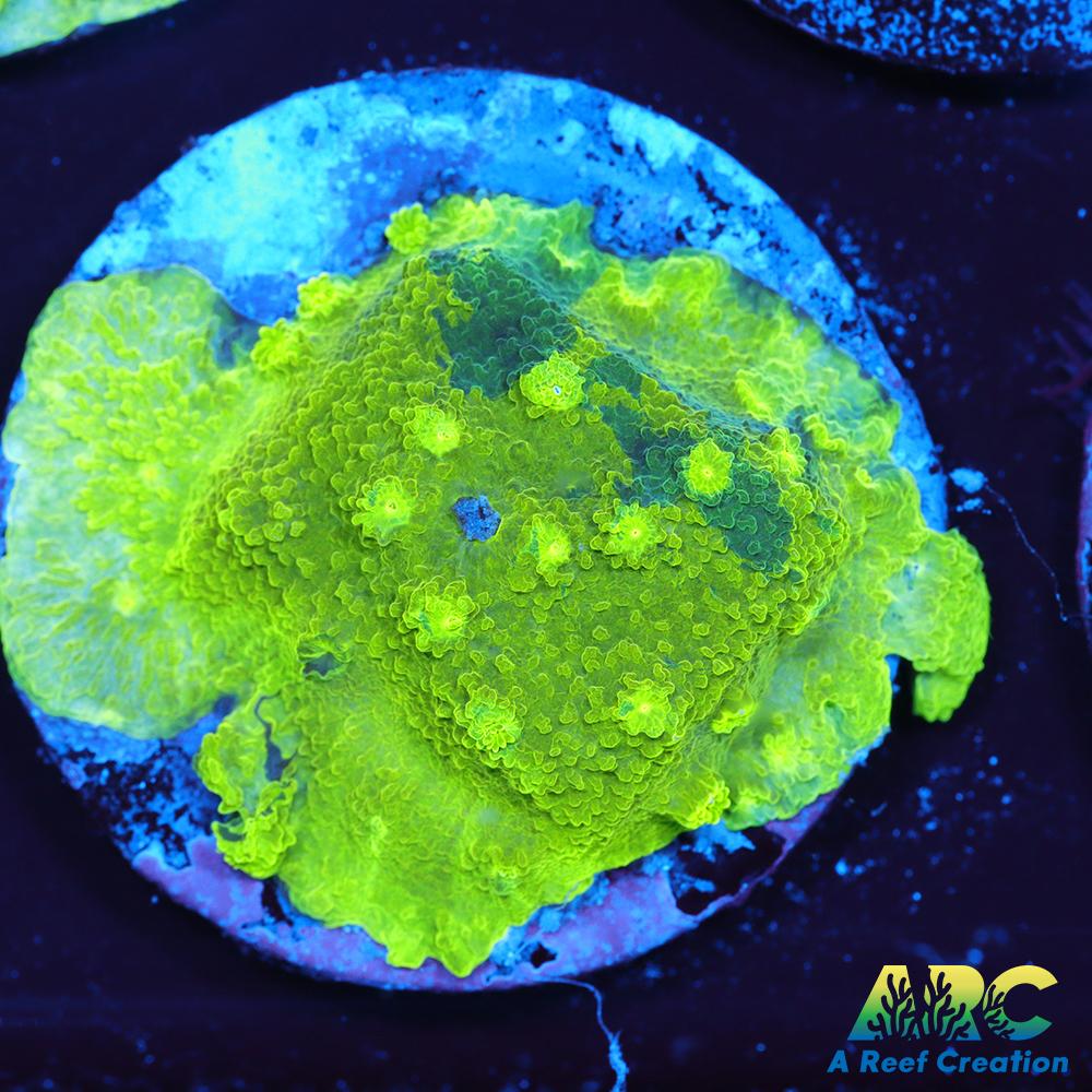 Blue and Green Astreopora