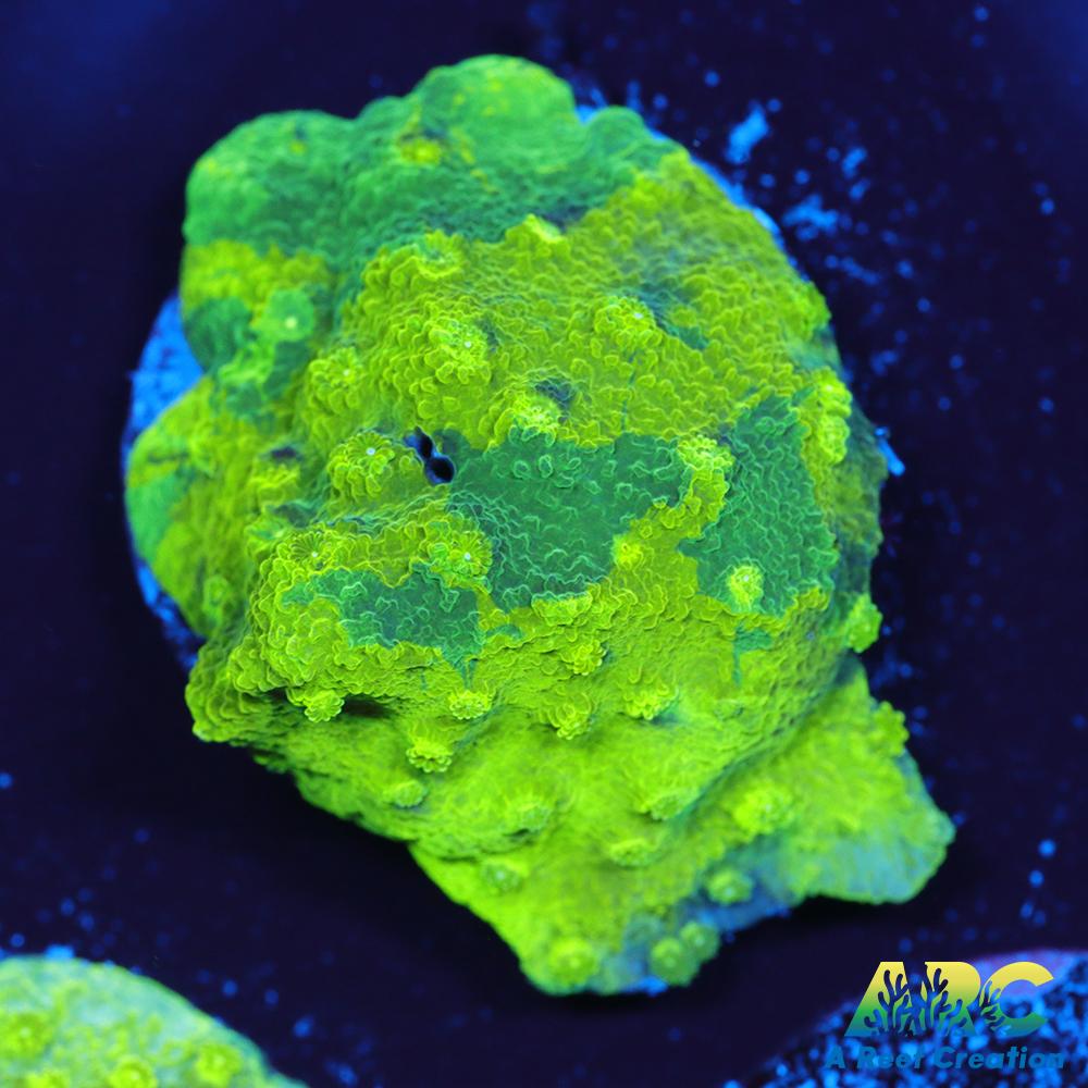 Blue and Green Astreopora