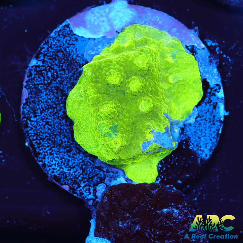 Blue and Green Astreopora