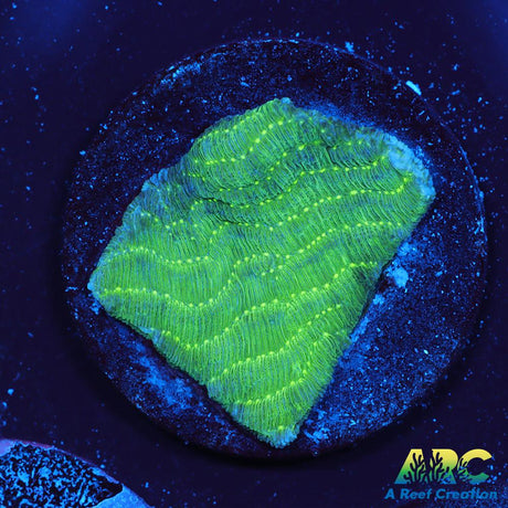 Green Pachyseris