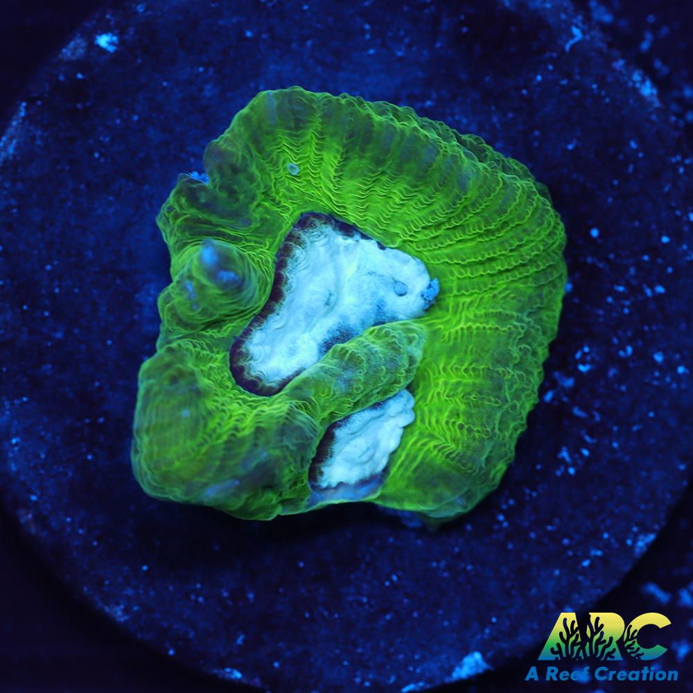ARC Emerald Goniastrea
