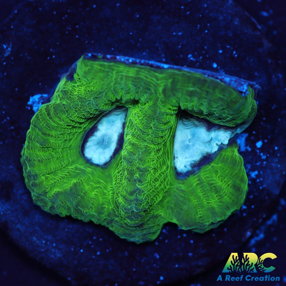 ARC Emerald Goniastrea