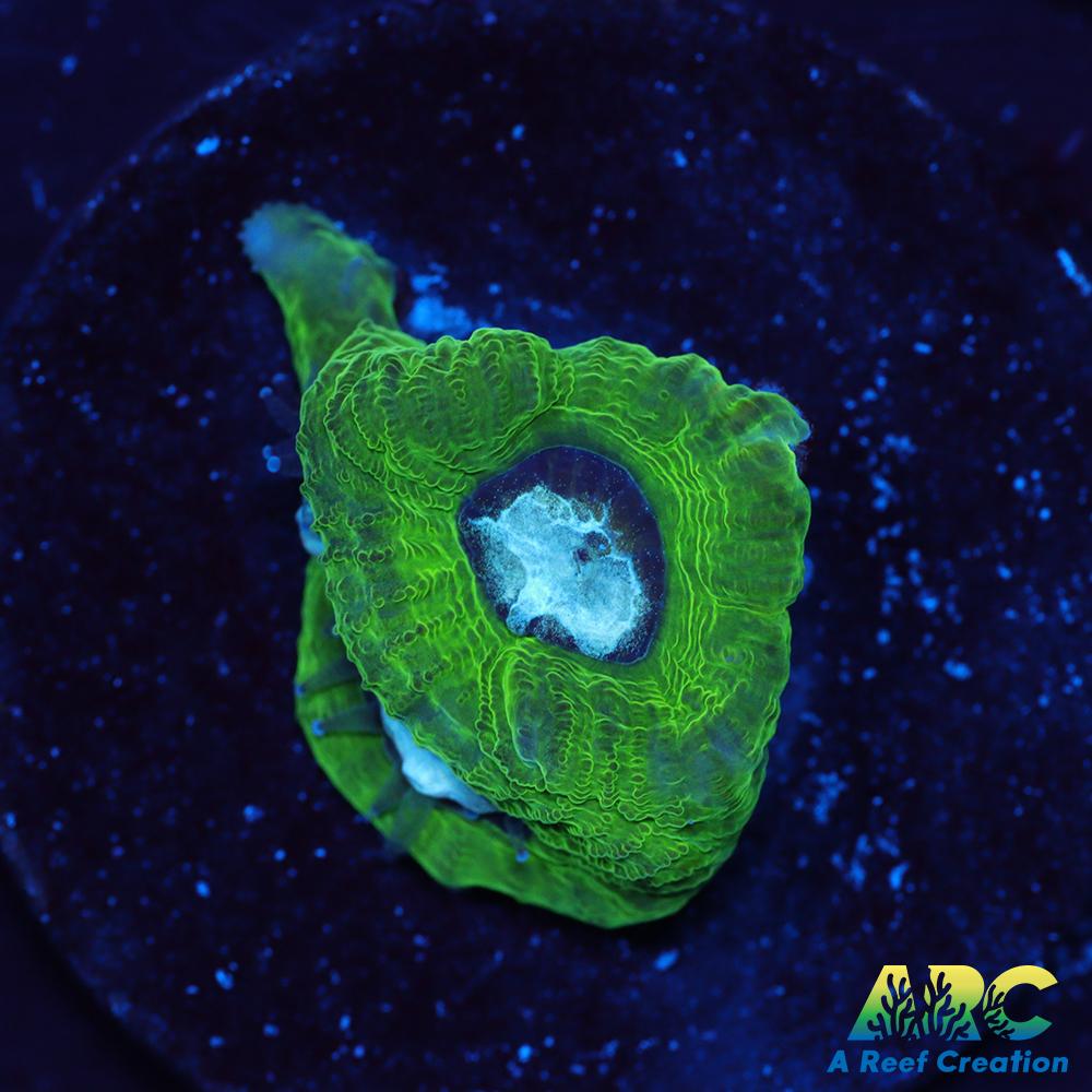ARC Emerald Goniastrea